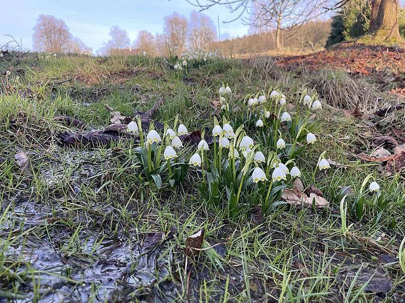 A meadow of snowdrops in spring