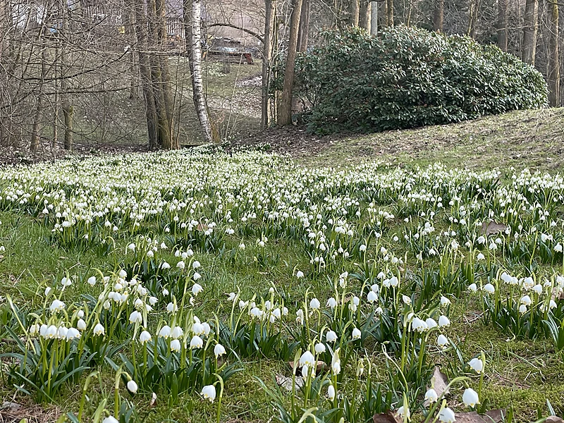 Snowdrops on the meadow by the chalet