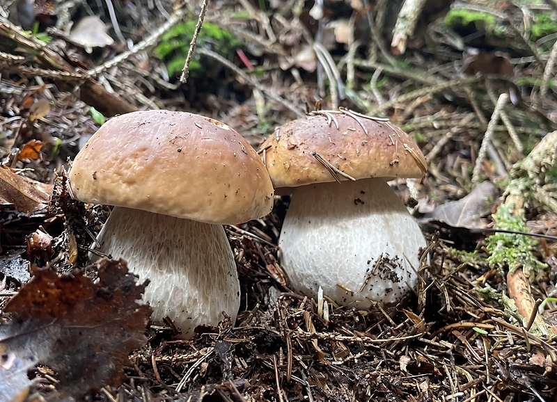 Two porcini in the leaves