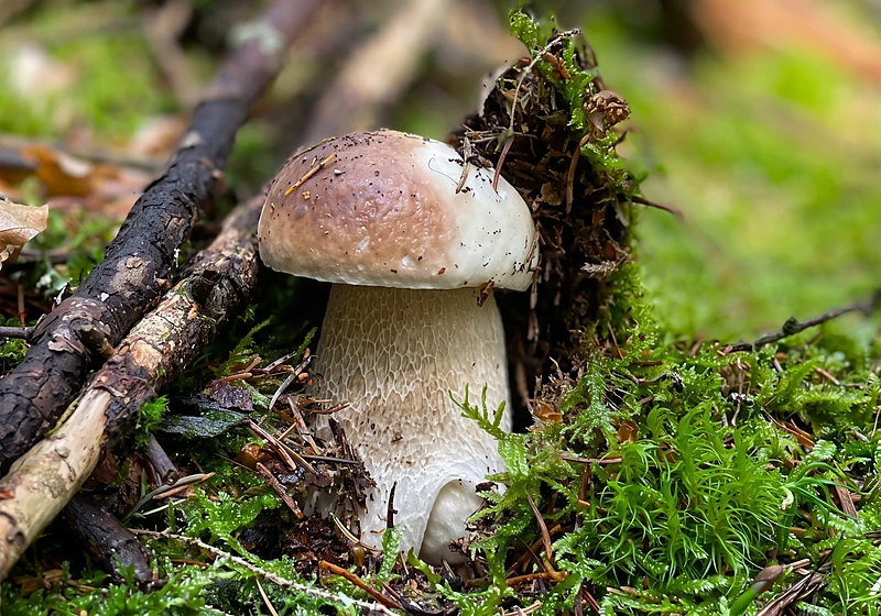 A porcini near Roprachtice