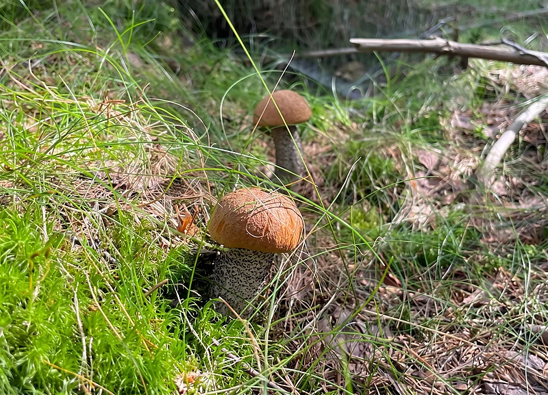 A birch bolete found near Studenov