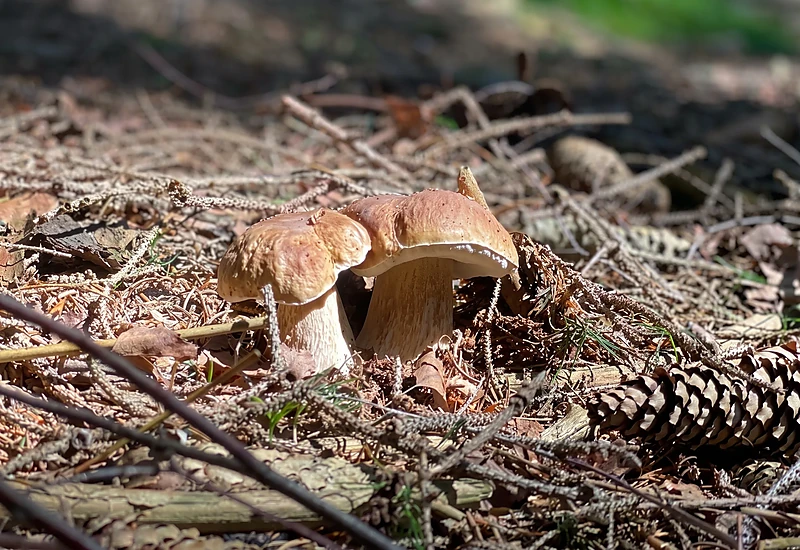 Porcini mushrooms near Studenov