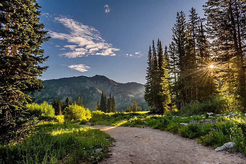 Forest path near the chalet at dusk