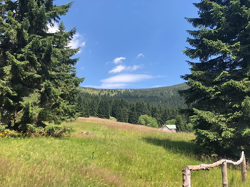 Mountain meadow in the Krkonoše