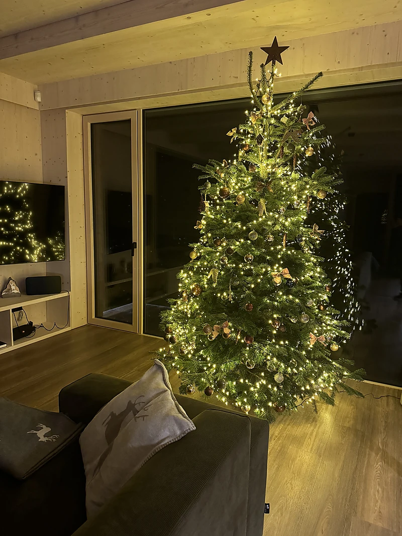 Christmas tree by the glass wall